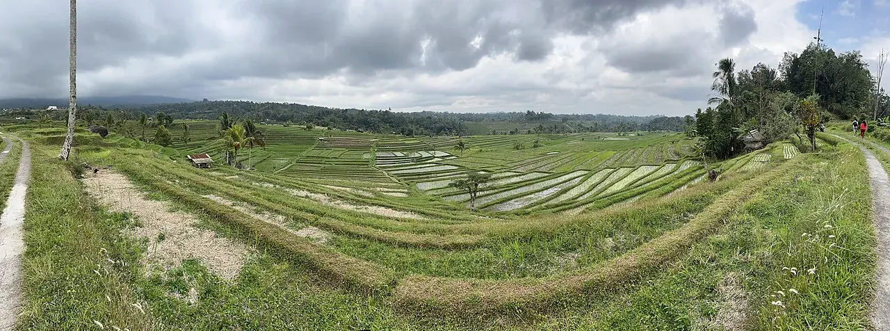 UNESCO-listed Jatiluwih rice terraces, 5 minutes from the village by scooter
