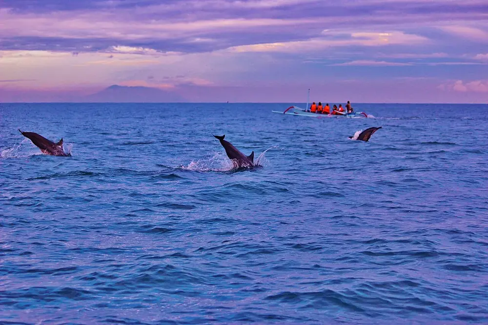 Go at 6am, that's when the dolphins play — Dauphins à l'aube, Where to ride from Lovina