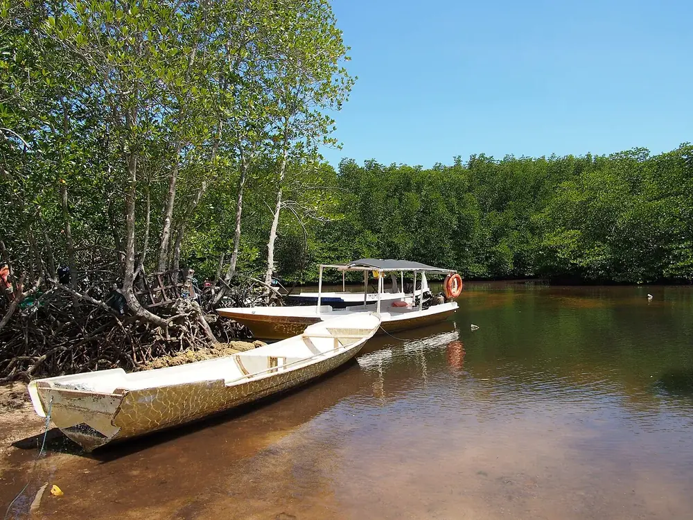 Drift through the mangrove by boat — Mangrove, Where to ride from Nusa Lembongan
