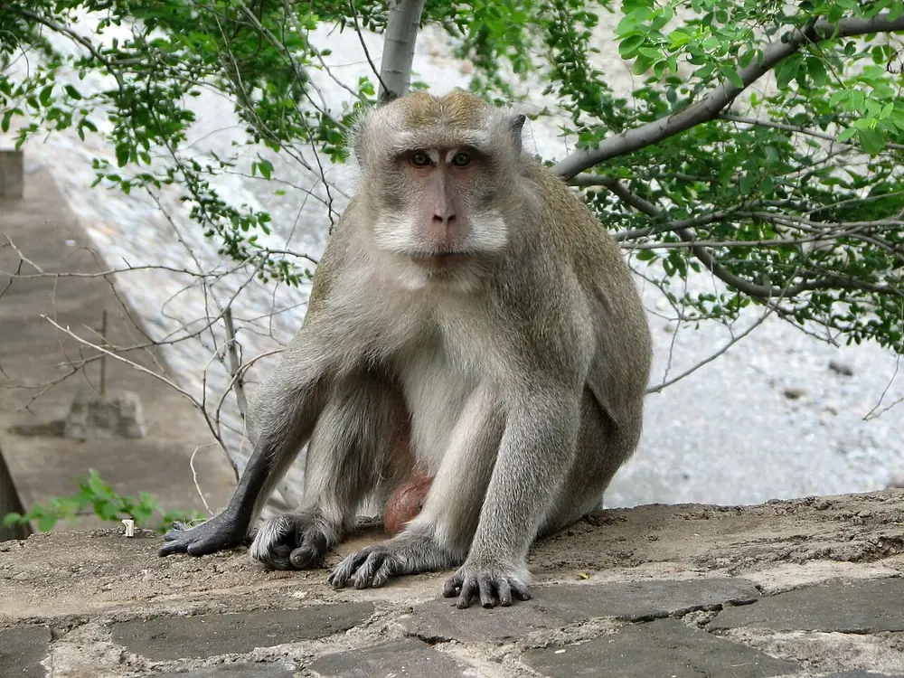 A roadside temple crawling with monkeys — Pura Pulaki, Where to ride from Seririt