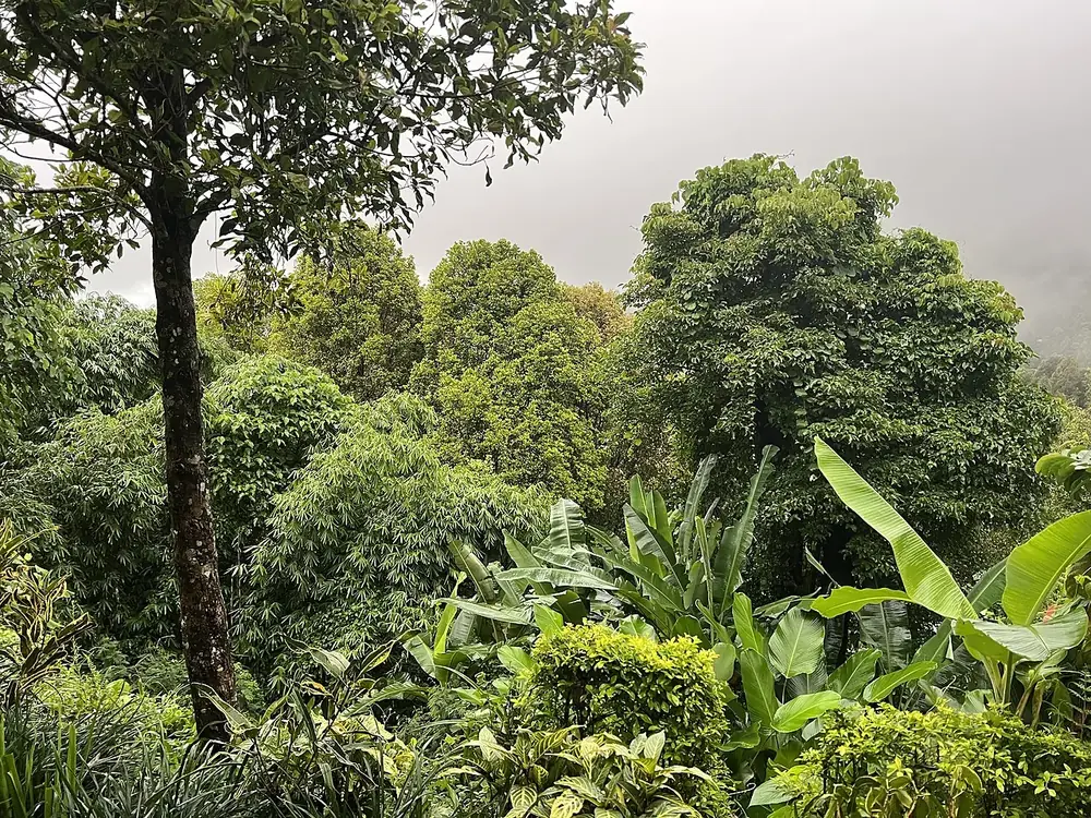 The climb is worth it, coffee plantations all the way — Munduk, Where to ride from Singaraja