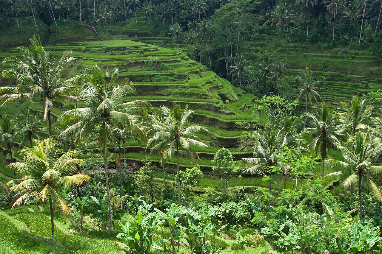 Sawah berundak Ceking Tegallalang, 5 menit dari pusat desa naik motor